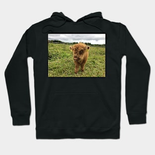 Scottish Highland Cattle Calf 1454 Hoodie